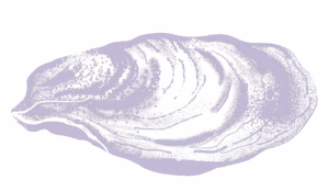 Illustration huitre