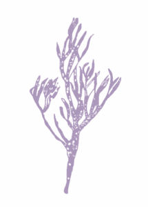 Illustration algue