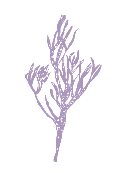 Illustration algue
