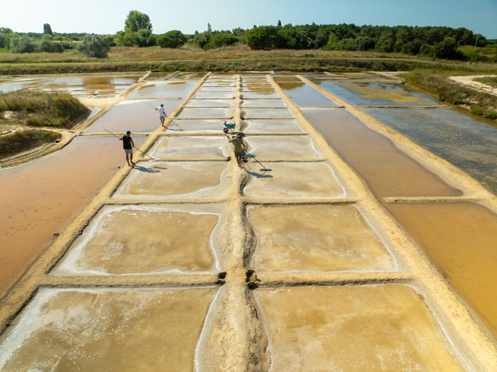 La saliculture