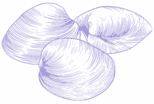 Illustration palourdes