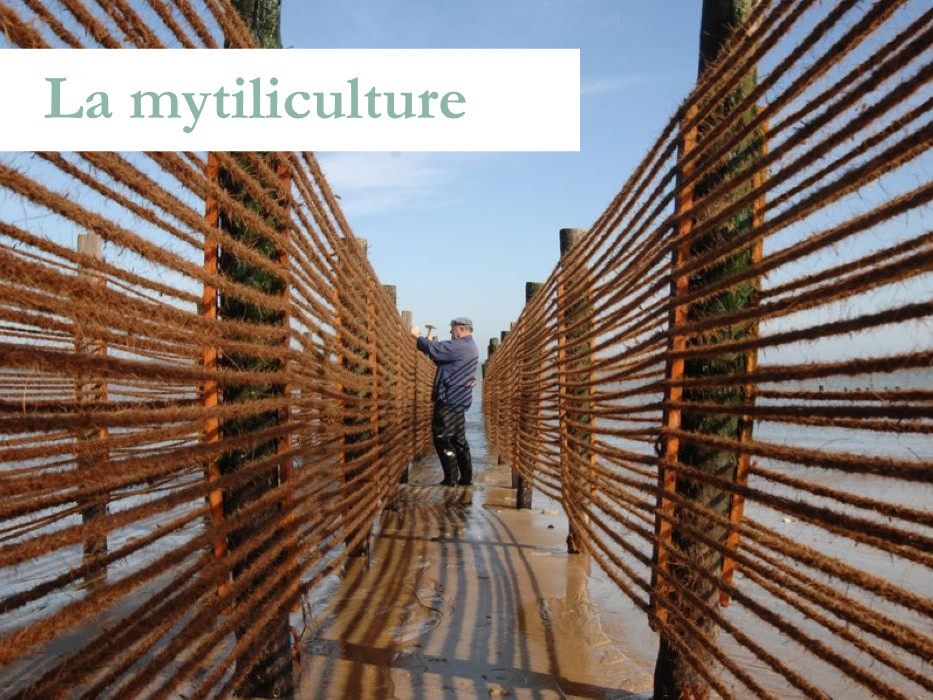 La Mytiliculture
