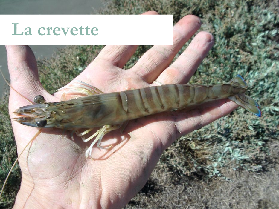 La crevette