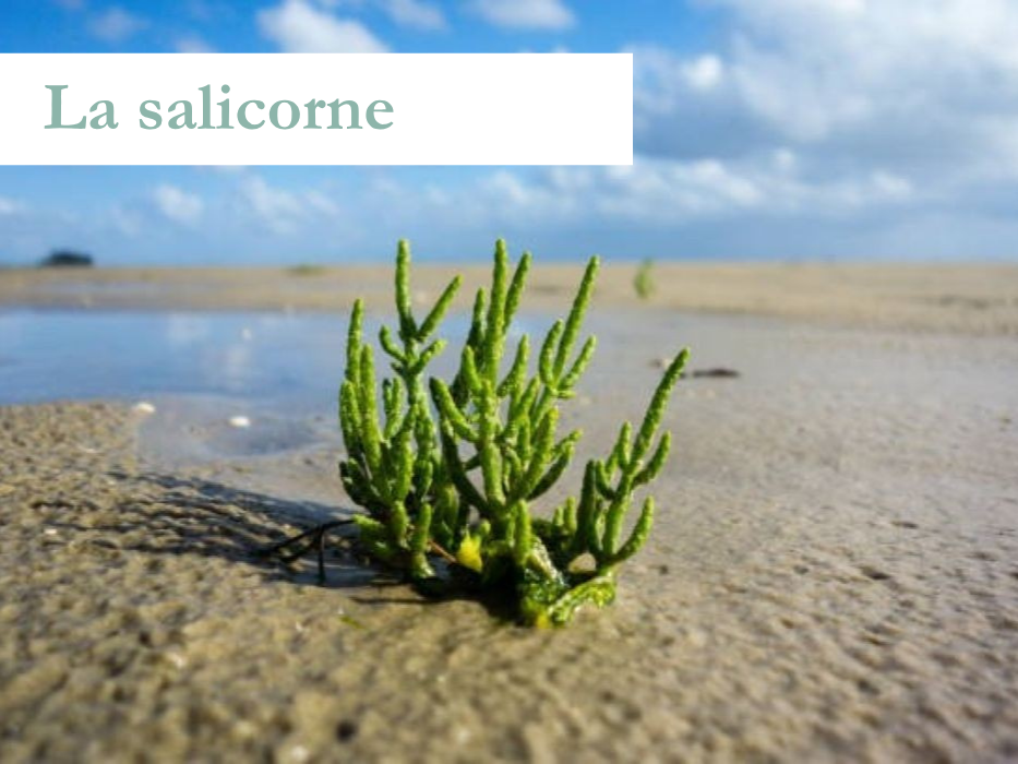 La salicorne
