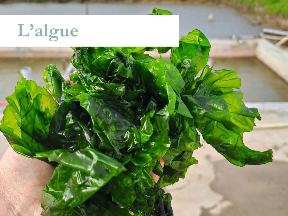 L'algue