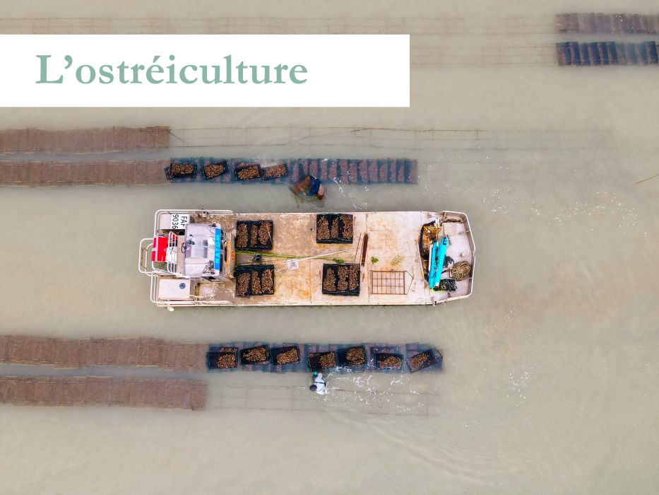 Ostréiculture