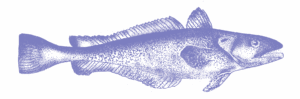 Illustration merlu