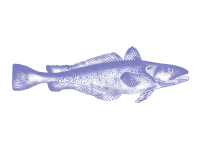 Illustration merlu